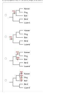 Which phylogenetic tree shows that lactation--the production of milk to feed young--is a homologous