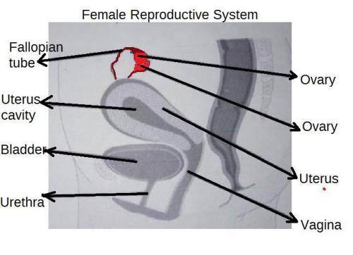 Learning Task 6: Label the parts of the female reproductive system.

1.2.3.4.5.6.7.8.