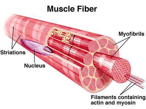 Myofilaments  myofilaments  include actin and myosin are responsible for shortening muscle cells are