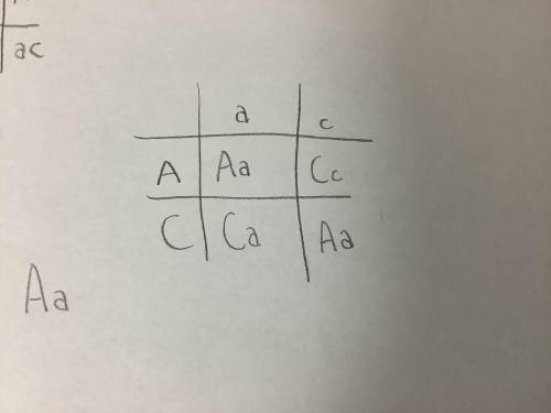 ⚠️⚠️⚠️NO ONE HAS HELPED ME! PLEASE I Need HELP QUICK!⚠️⚠️⚠️ —complete the following punnett square,
