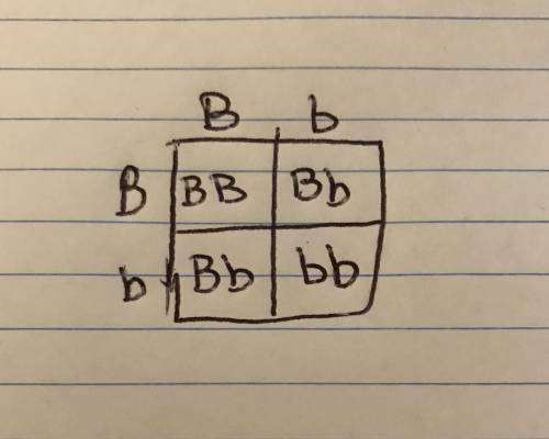 Add a brown eyes cross in the Punnett Square below for practice: Mother genotype (Bb) in the top squ