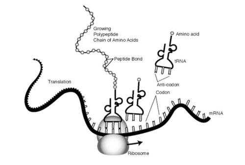 Translation and protein synthesis is taking place at the ribosome in this illustration. where did th