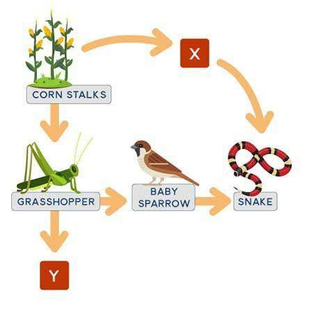 The diagram below shows a food web in a woodland. a food web diagram showing cornstalks