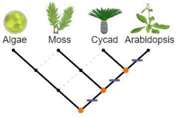 According to the cladogram shown, which organism is most closely related to arabidopsis?