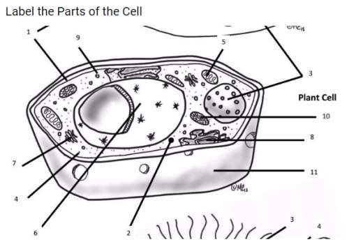 Label the plant organelles (number as you go and right the organelles name next to the corresponding