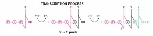 Which molecule or reaction supplies the energy for polymerization of nucleotides in the process of t