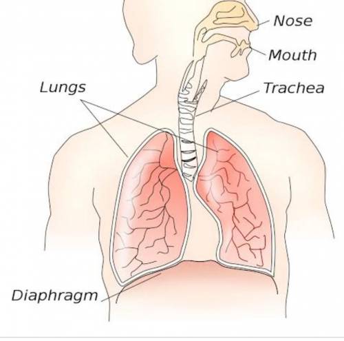 What is diaphragm????​