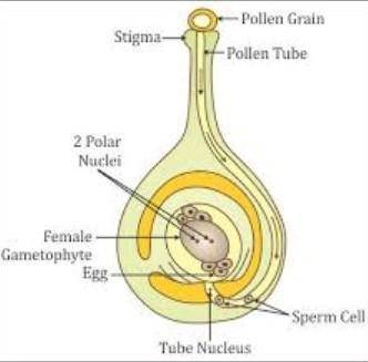 Explain the process of fertilization in angeosperms with the help of a neat sketched diagram​