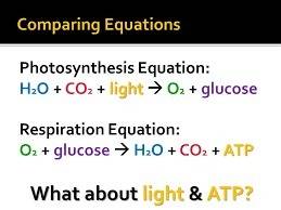 What gas is removed from the atmosphere during photosynthesis