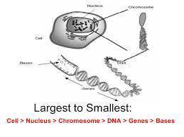 Which of the following is in the correct order from the smallest to the largest 1)chromosomes,dna,ce