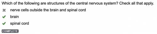 Plz . which of the following are structures of the central nervous system cheak all that apply a. ne