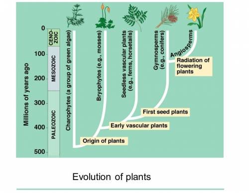 Diagram of the evolution of land plants?