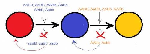 You are studying a pair of genes (A and B). Gene A produces an enzyme that converts a red pigment in