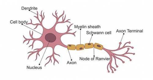 What neuron explain with diagram??

Anybody is belong to Jamia university so please said that I want
