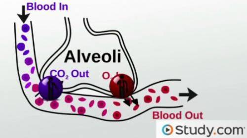 The exchange of oxygen and carbon dioxide between the air within the alveolus and the blood inside t