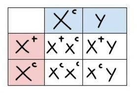 What would the Punnett square of a female hybrid and a male whith colorblindnes look like?
