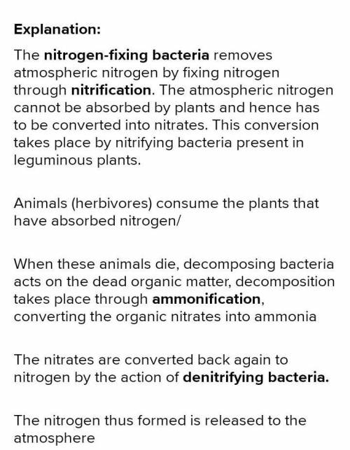 Nitrogen cannot be used by plants or animals in its gaseous form. Place the steps of the nitrogen cy