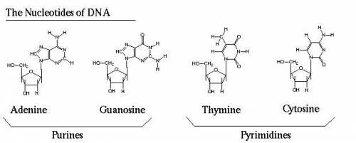 Draw the structure of dna nucleotide with adenine as nitrogenous base ​