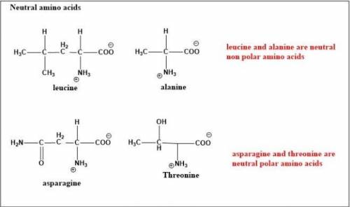 Considering the side chain of each of the amino acids at pH 7.4, is that amino acid classified at ne
