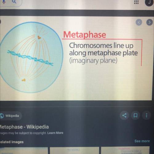 Which phase of mitosis is pictured below?
Telophase 
Prophase
Metaphase
Anaphase