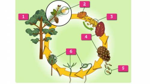 The diagram shows the life cycle of a pine tree. What happens during the stage labeled 6?