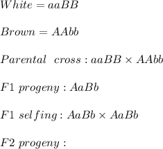 White = aaBB \\\\Brown = AAbb\\\\Parental \ \ cross: aaBB \times AAbb\\\\F1 \ progeny: AaBb\\\\F1 \ selfing: AaBb \times AaBb\\\\F2 \ progeny:\\\\