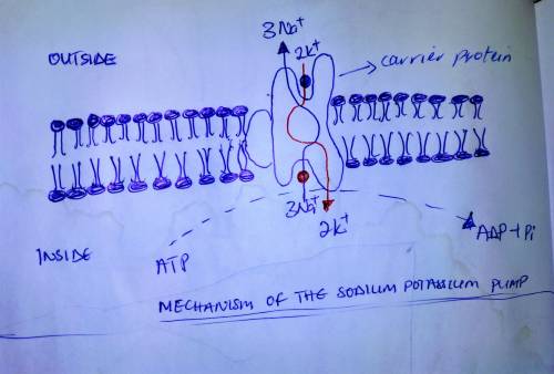 The operation of the sodium-potassium pump moves . A) sodium and potassium ions into the cell B) sod