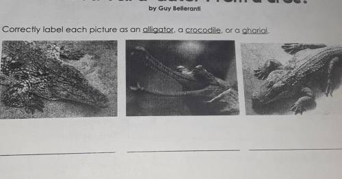 PLEASE HELP HERES THE PICTURE Correctly label each picture as on alligator, a crocodile, or a gharia