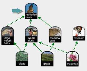 Which statement describes the role of the organism indicated by the blue arrow in the food web? Sele
