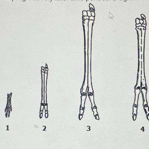 Diagram 1 shows the fossilized remains of the lower portion of a camel's leg. Each subsequent diagra