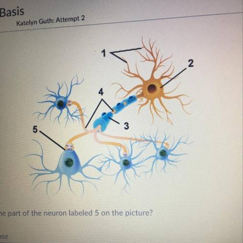 What is the part of the neuron labelled 5? A)Synapse  B)Axon C)Myelin What is the part on the  label