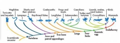 The cladogram above diagrams the evolutionary history of chordates. Which group of animals was the f