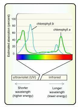 Which percentage represents the estimated peak absorption of chlorophyll b according to this graph?