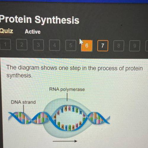 The process shown in the diagram is called The diagram shows one step in the process of protein synt