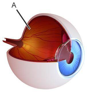 The picture shows the inside of an eye.  Which would be found in structure A? A. retina and optic ne