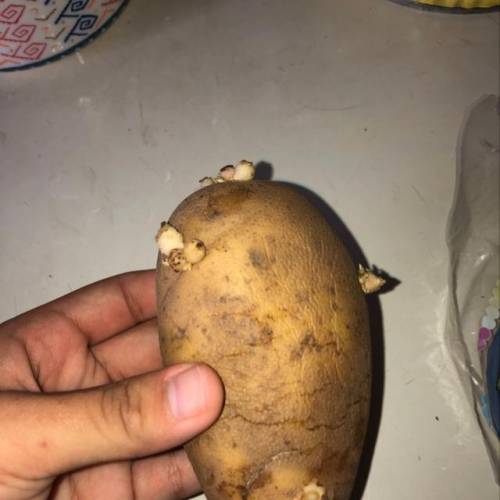 Is my potato still good to eat?  it’s kinda wrinkle and soft but not that soft. there are little spr
