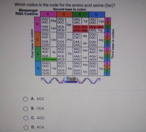 Which codon is the code for the amino acid serine (Ser)? A. AGGB. UGAOC. AGUO D. AGA