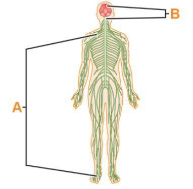 Use the diagram to identify the parts of the nervous system. Label A is pointing to the nervous syst
