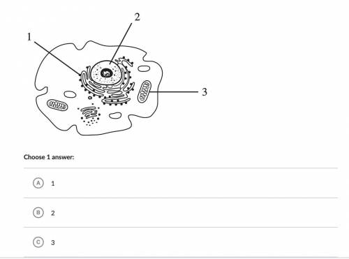 Which of the following correctly identifies the nucleus of this cell?