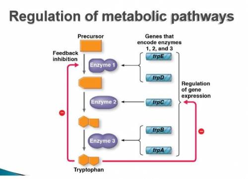 How does regulation of enzyme activity relate to regulation of enzyme production? (Image from powerp
