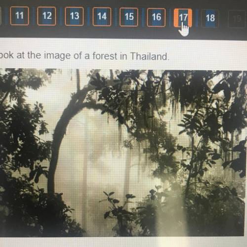 Look at the images of a forest in Thailand which climate is represented ?