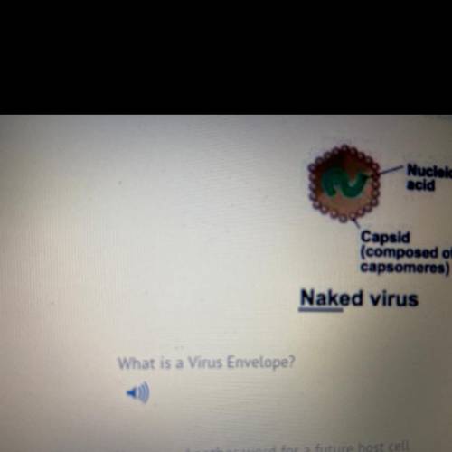 What is a virus envelope