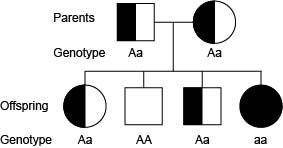 Cystic fibrosis is a recessive gene disorder. The pedigree chart for a family known to have cystic f