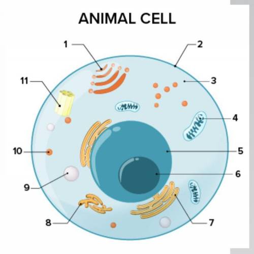 Animal cell. what part of the cell of does 4 represent