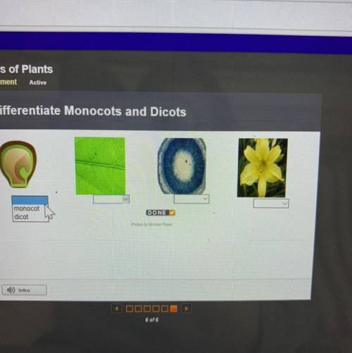 Differenciate monocots and dicots