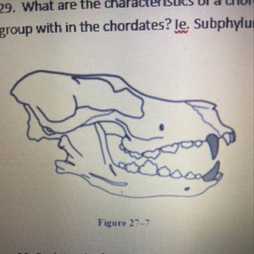 30. Explain why figure 27-7 has mouthparts adapted for a carnivore. How would the mouthparts be diff