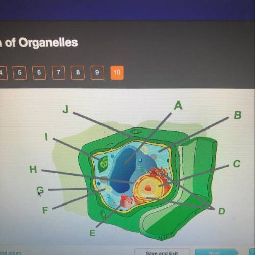 Consider this plant cell which organelle is labeled G ?