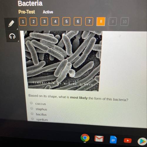 Based on its snaps, what is most likely the form of this bacteria A. Coccus B. Staphus C. Bacillus D