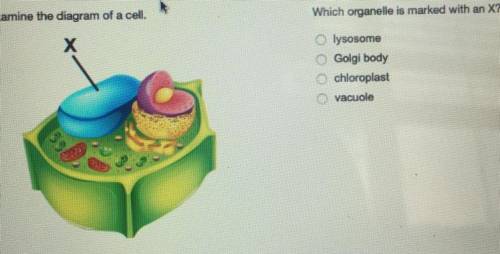Examine the diagram of a cell Which organelle is marked with an x?