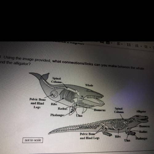 1. Using the image provided, what connections/links can you make between the whale and the alligator